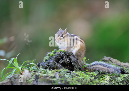 Wilden sibirischen Streifenhörnchen (Eutamias Sibiricus - Tamias Sibiricus) - "Forêt de Soignes" Holz - Brüssel - Belgien Stockfoto