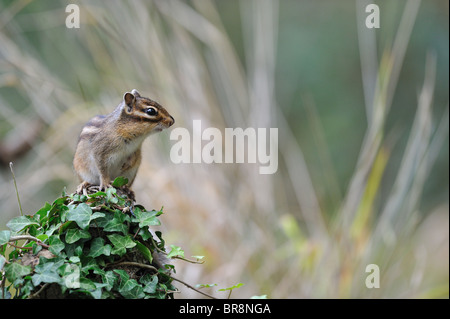 Wilden sibirischen Streifenhörnchen (Eutamias Sibiricus - Tamias Sibiricus) - "Forêt de Soignes" Holz - Brüssel - Belgien Stockfoto