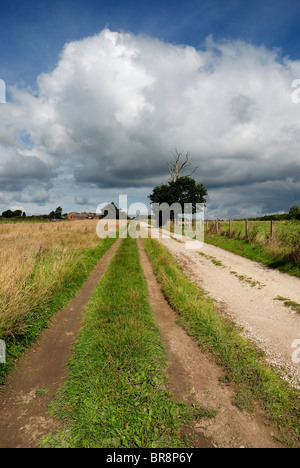 Feldweg in Shipley Land Park England uk Stockfoto