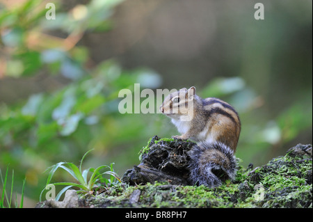 Wilden sibirischen Streifenhörnchen (Eutamias Sibiricus - Tamias Sibiricus) - "Forêt de Soignes" Holz - Brüssel - Belgien Stockfoto