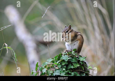 Wilden sibirischen Streifenhörnchen (Eutamias Sibiricus - Tamias Sibiricus) Essen ein Samenkorn - "Forêt de Soignes" Holz - Brüssel - Belgien Stockfoto