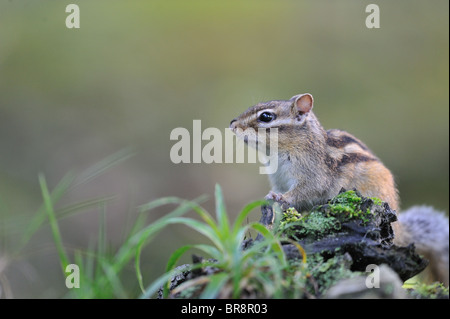 Wilden sibirischen Streifenhörnchen (Eutamias Sibiricus - Tamias Sibiricus) - "Forêt de Soignes" Holz - Brüssel - Belgien Stockfoto