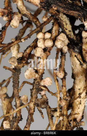 Rhizobium-Wurzelknöllchen auf die Wurzeln einer breiten oder Feld Bohne für Stickstoff-Fixierung Stockfoto