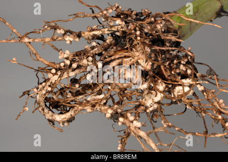 Rhizobium-Wurzelknöllchen auf die Wurzeln einer breiten oder Feld Bohne für Stickstoff-Fixierung Stockfoto