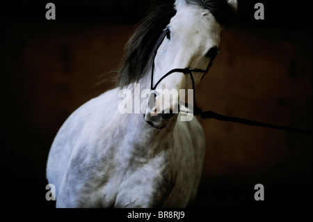 Ein grau / weißen Pferd auf einem dunklen Hintergrund fotografiert. Bild von Jim Holden Stockfoto