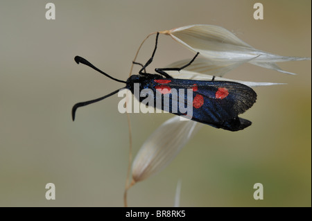 Schmal-umrandeten fünf-Spot Burnet - schmal eingefaßt 5-Spot Burnet (Zygaena Lonicerae) - Vaucluse - Provence - Frankreich Stockfoto