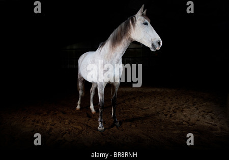 Ein grau / weißen Pferd auf einem dunklen Hintergrund fotografiert. Bild von Jim Holden Stockfoto