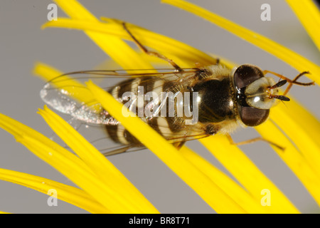 Ein Rattenschwanzfliege (Scaeva pyrastri) auf einer gelben zusammengesetzten Blume Stockfoto