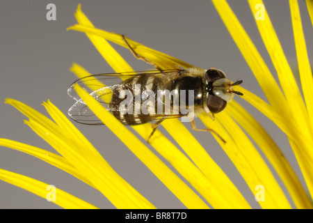 Ein Rattenschwanzfliege (Scaeva pyrastri) auf einer gelben zusammengesetzten Blume Stockfoto