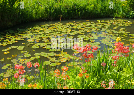 Der Steingarten, Wisley RHS Garden, Surrey, UK. Primeln und Seerosen Stockfoto