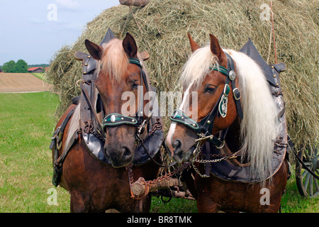 South German Coldblood (Equus Caballus), ein Team von zwei ziehen einen Wagen mit Heu beladen. Stockfoto