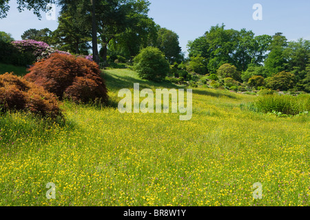 Die Almwiese und Steingarten in Wisley RHS Garden, Surrey, UK Stockfoto