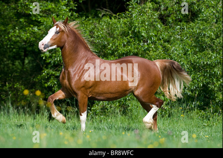 Welsh Cob (Equus Ferus Caballus). Stute im Trab auf einer Wiese. Stockfoto