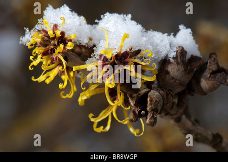 Chinesische Zaubernuss (Hamamelis Mollis), blühender Zweig mit Schnee. Stockfoto