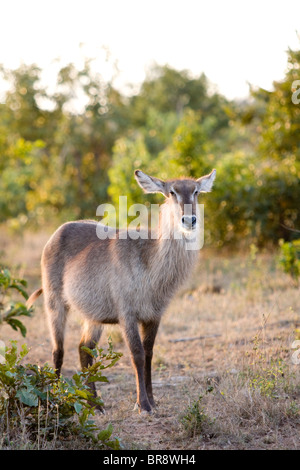 Weibliche Wasserbock Antilopen, Kobus ellipsiprymnus, Krüger Nationalpark, Südafrika Stockfoto