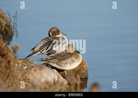 Zwei nördlichen Spießente (Anas Acuta) unter eine Siesta an Bolsa Chica Ecological Reserve Stockfoto