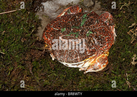 Reich verzierte gehörnten Frosch Stockfoto