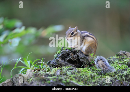 Wilden sibirischen Streifenhörnchen (Eutamias Sibiricus - Tamias Sibiricus) - "Forêt de Soignes" Holz - Brüssel - Belgien Stockfoto