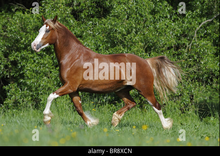 Welsh Cob (Equus Ferus Caballus). Stute im Trab auf einer Wiese. Stockfoto