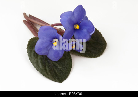 Saintpaulia, African Violet (Saintpaulia Ionantha-Hybride), blauen Blüten und Blätter, Studio Bild vor einem weißen Hintergrund.