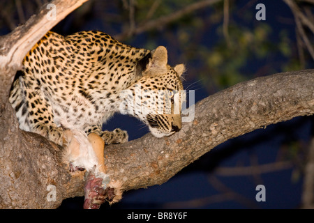 Ein leopard Panthera Pardus, Essen einen impala Töten in einem Baum in den Krüger National Park, Südafrika Stockfoto