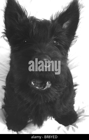 Kleine schwarze Scottie, (Scotty), Hundegebell, (Scottish Terrier), Welpe, (Fergus), direkt auf den Betrachter. Schwarz und weiß, hautnah. Stockfoto