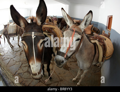 Esel In der Esel Station Lindos Rhodos griechische Inseln Griechenland Hellas Stockfoto