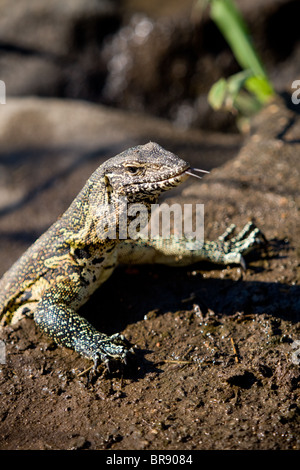 African Water Monitor Eidechse, Varanus niloticus, Krüger Nationalpark, Südafrika Stockfoto