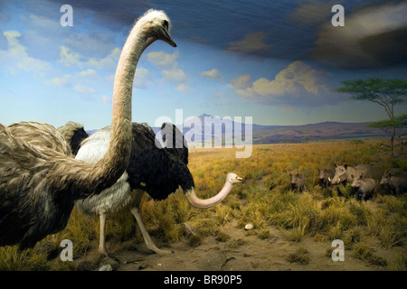 Anzeige am Museum of Natural History in Manhattan New York City. Stockfoto