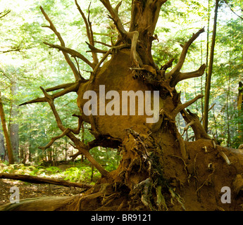 Großer Felsen gefangen in entwurzelte Wurzeln der großen Baum durch einen Sturm gefällt Stockfoto