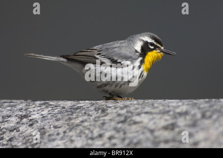 Erwachsene männliche – Throated Schnäpperrohrsänger thront auf einem Granit Curbstone Stockfoto