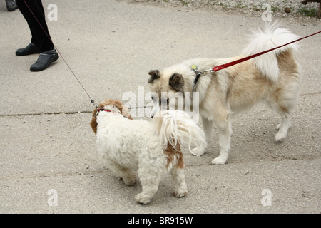 Zwei weiße Hunde, die einander Auschecken Stockfoto