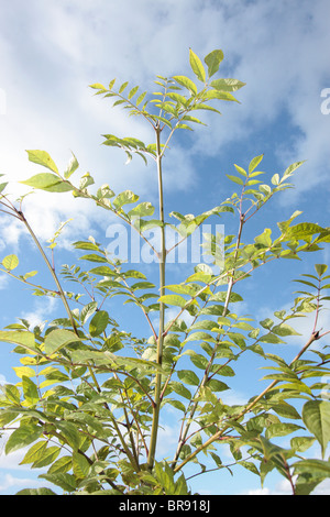 Esche Stockfoto