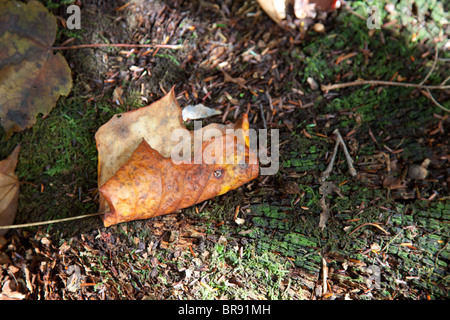 Braune Blatt auf alten Moos farbigen Baumstumpf im Herbst Stockfoto