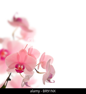 wunderschöne Blumen auf weißem Hintergrund Stockfoto