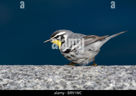 Erwachsene männliche – Throated Schnäpperrohrsänger thront auf einem Granit Curbstone Stockfoto