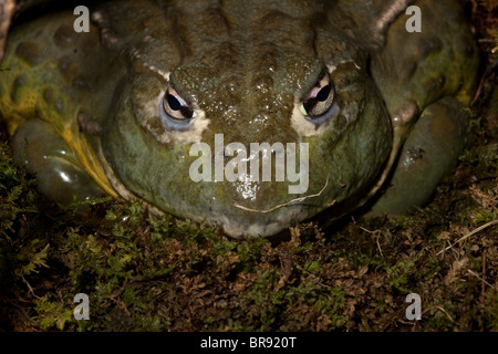 Afrikanische Ochsenfrosch (Pyxicephalus Adspersus) Stockfoto