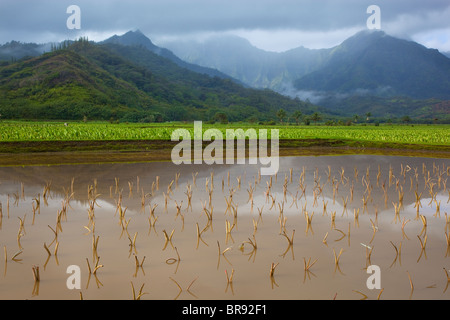 Kauai, HI: Hanalei Tal Taro-Felder in Hanalei National Wildlife Refuge Stockfoto