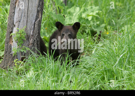 Schwarzbär Ursus Americanus kleine Cub steh unter einem Baum lange Gras am Rande eines Waldes Stockfoto