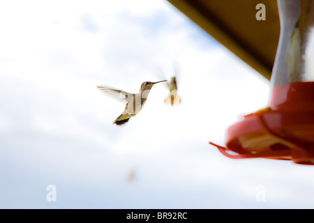 Kolibris Nektar in Zuführung Streit Stockfoto