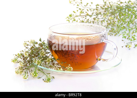 Tee Schafgarbe - Tee Schafgarbe 04 Stockfoto