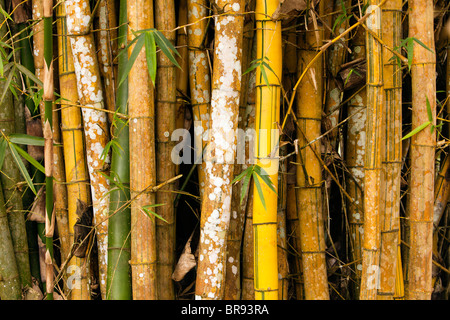 Einem kleinen Wäldchen von dicht gepackten Bambus bietet einen schönen Hintergrund für ein Natur-Thema. Stockfoto