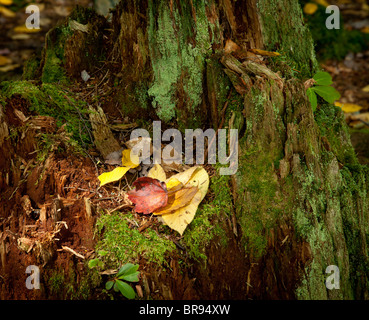 Rote und gelbe Blätter an alten Moos farbige Baum stump im Herbst Stockfoto