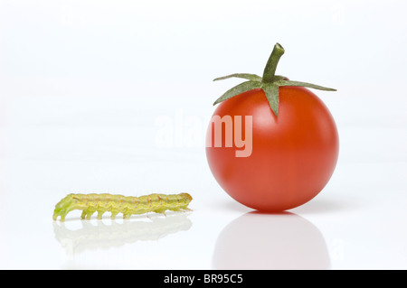 Raupe kriecht in Richtung Cherry-Tomate; Kohl Motte Larve (Mamestra Brassicae) Stockfoto