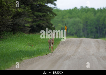 Weiß - angebundene Rotwild Odocoileus Virginianus stehen am Rande der Straße mit Blickkontakt Stockfoto