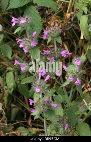 Wildes Basilikum (Clinopodium Vulgare: Lamiaceae), UK. Stockfoto