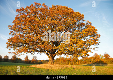 Große, alte Eiche, gemeine Eiche, englische Eiche, Quercus robur, auf Feld mit herbstbraunen Blättern im Herbst Sonnenuntergang, Dänemark. Riesige Eiche. Stockfoto