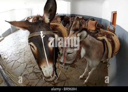 Esel In der Esel Station Lindos Rhodos griechische Inseln Griechenland Hellas Stockfoto