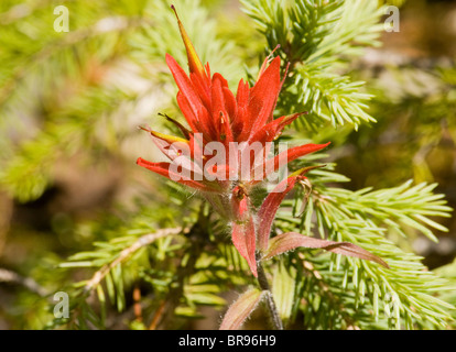 Giant Red Indian Paintbrush in Blüte in Golden, British Columbia, Kanada Stockfoto