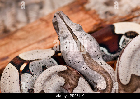 Junge Red Tailed Boa Constrictor aus Surinam Stockfoto